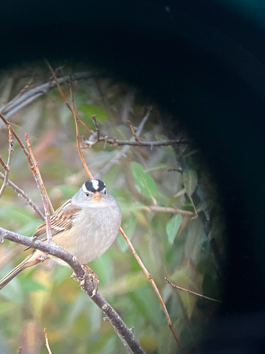 strnadec bělopásý - ML647707272