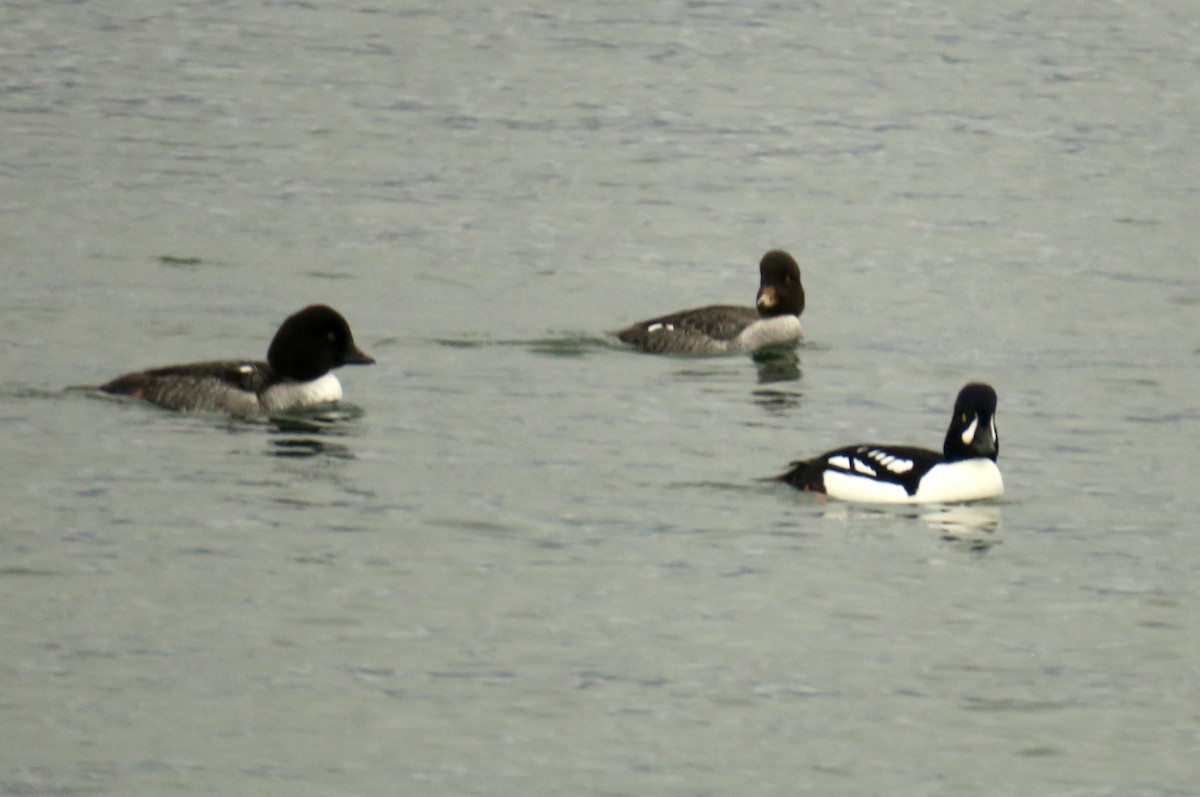 Исландский гоголь - ML647707281