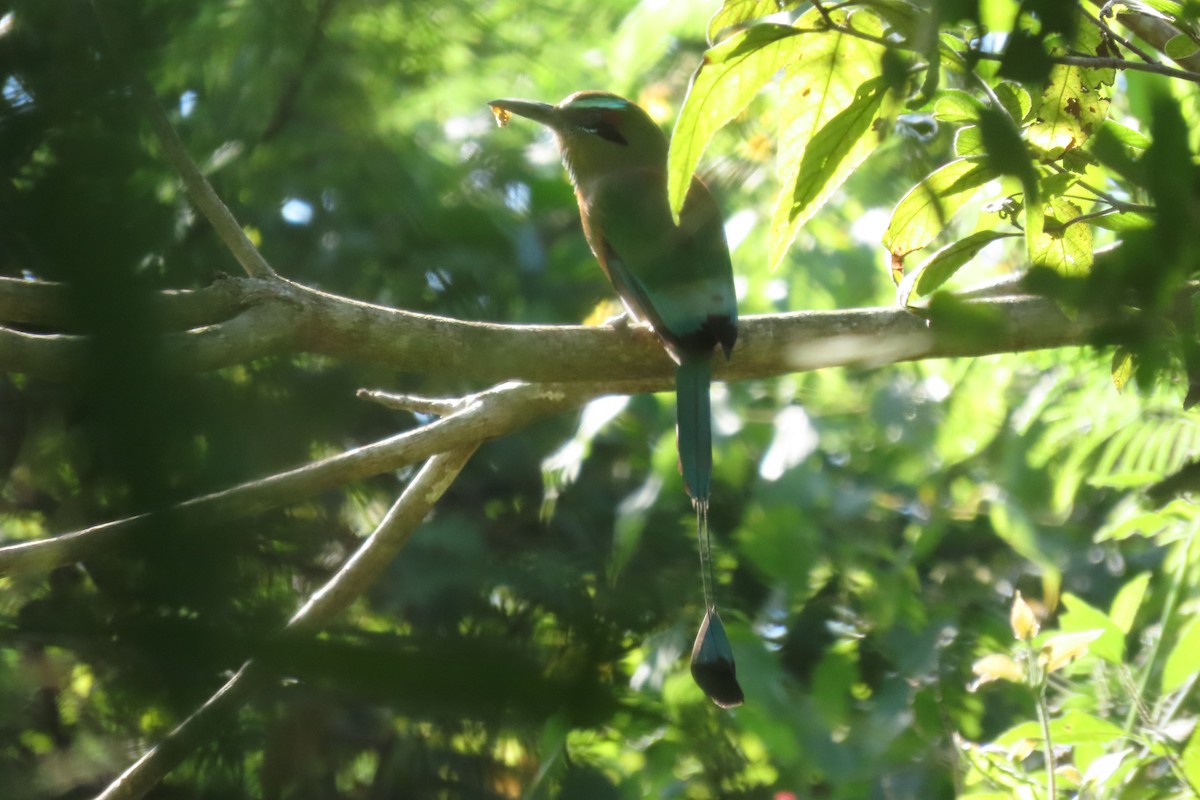 Момот рудочеревий - ML647707287