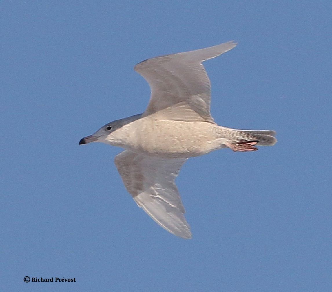 Glaucous Gull - ML647707289