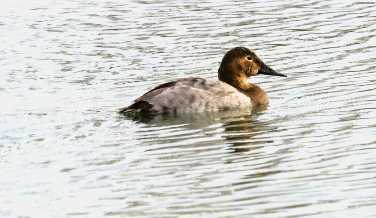 Fuligule à dos blanc - ML647707293