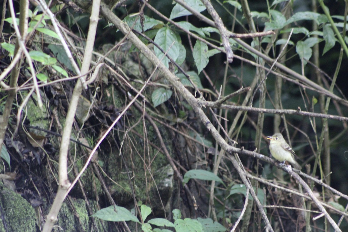 Желтобрюхий мухолов - ML647707297