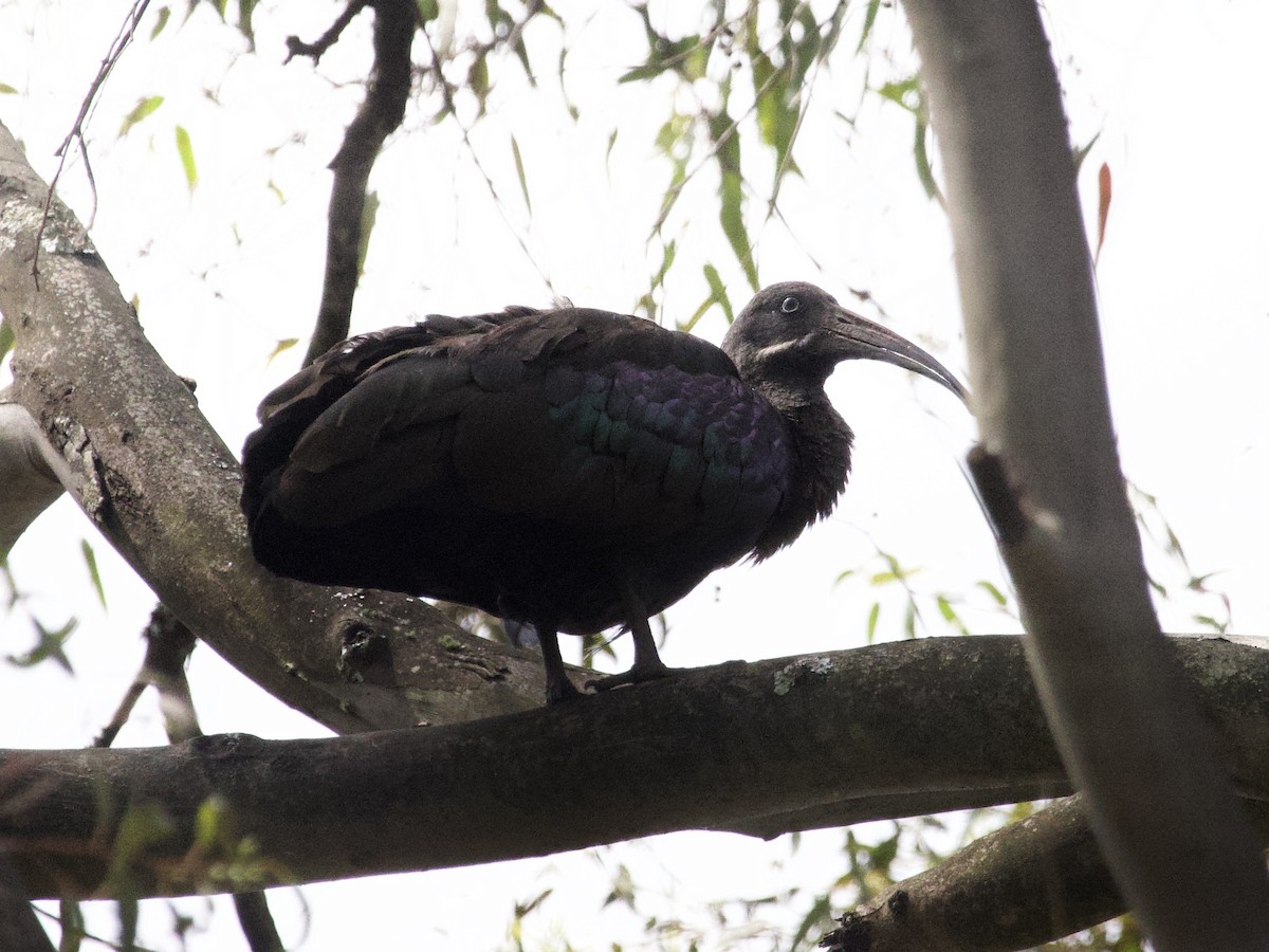 Hadada Ibis - ML647707312