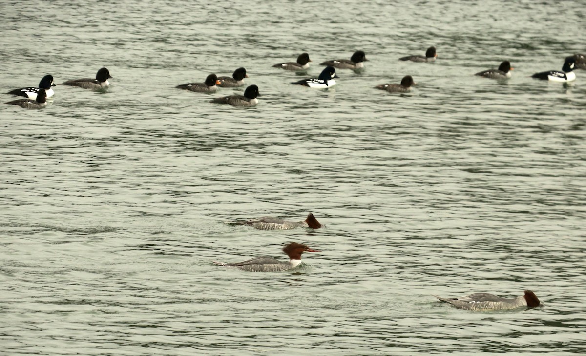 Исландский гоголь - ML647707344