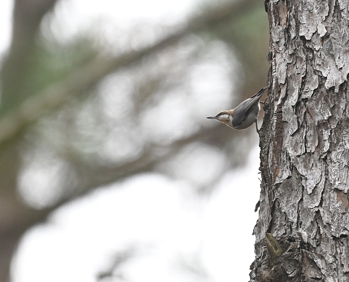 Sittelle à tête brune - ML647707376