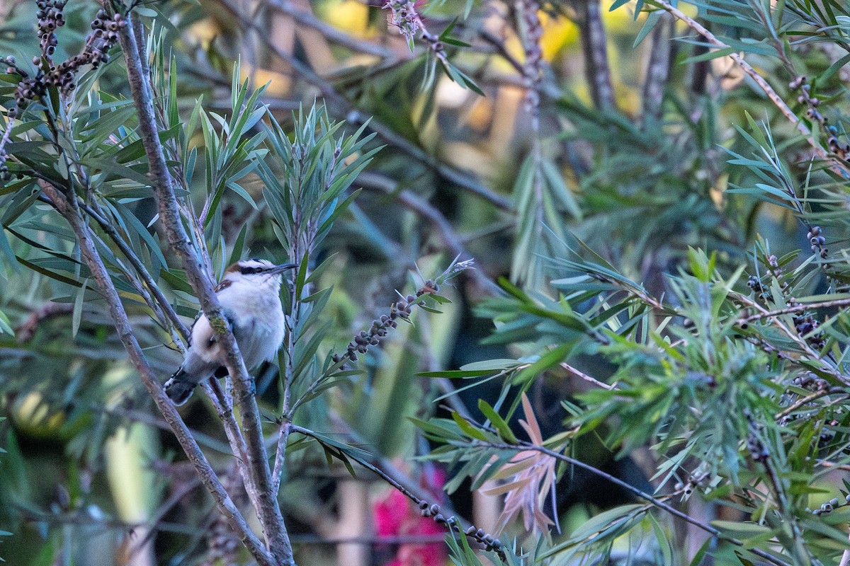 Rufous-backed Wren - ML647707390