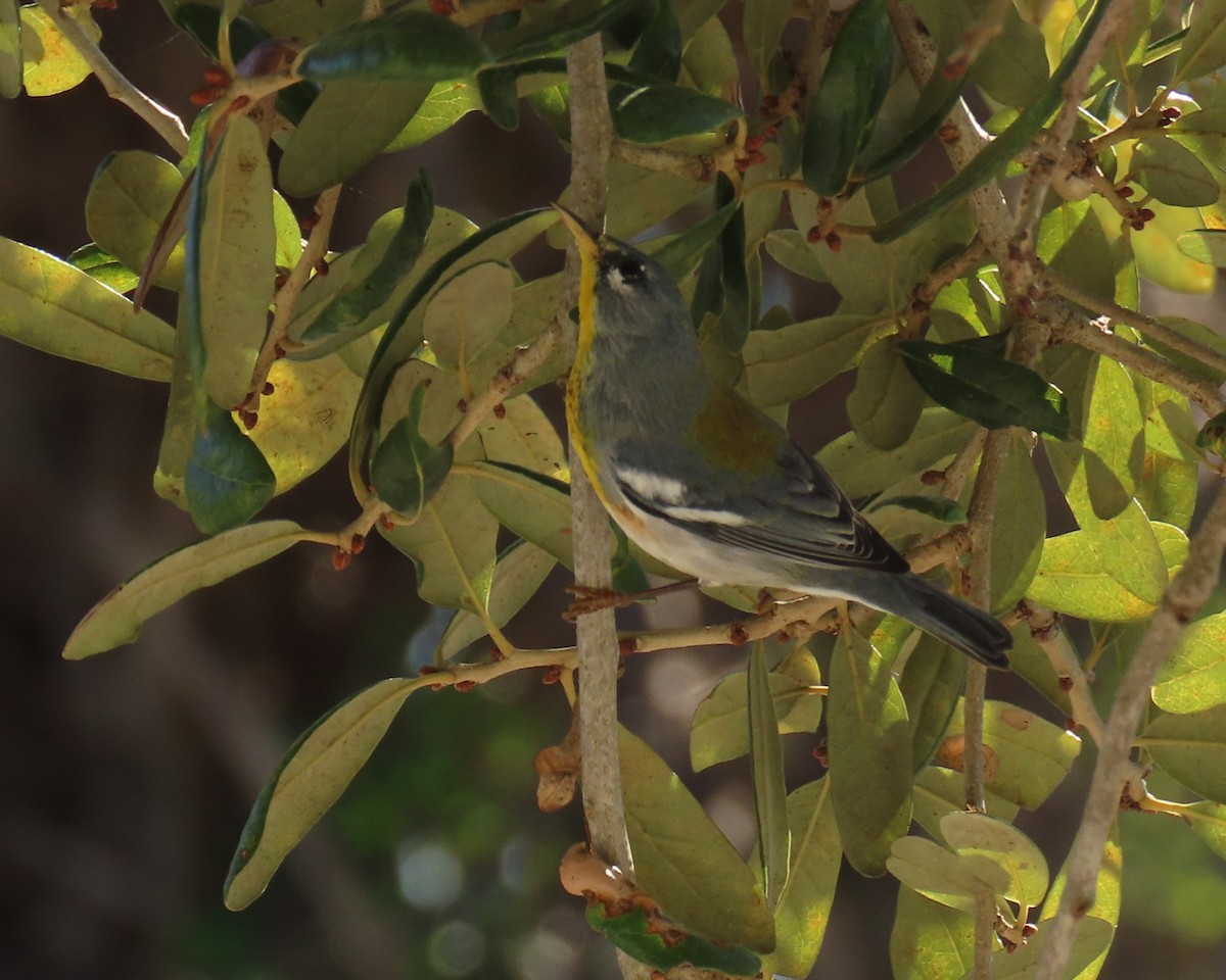 Northern Parula - ML647707394