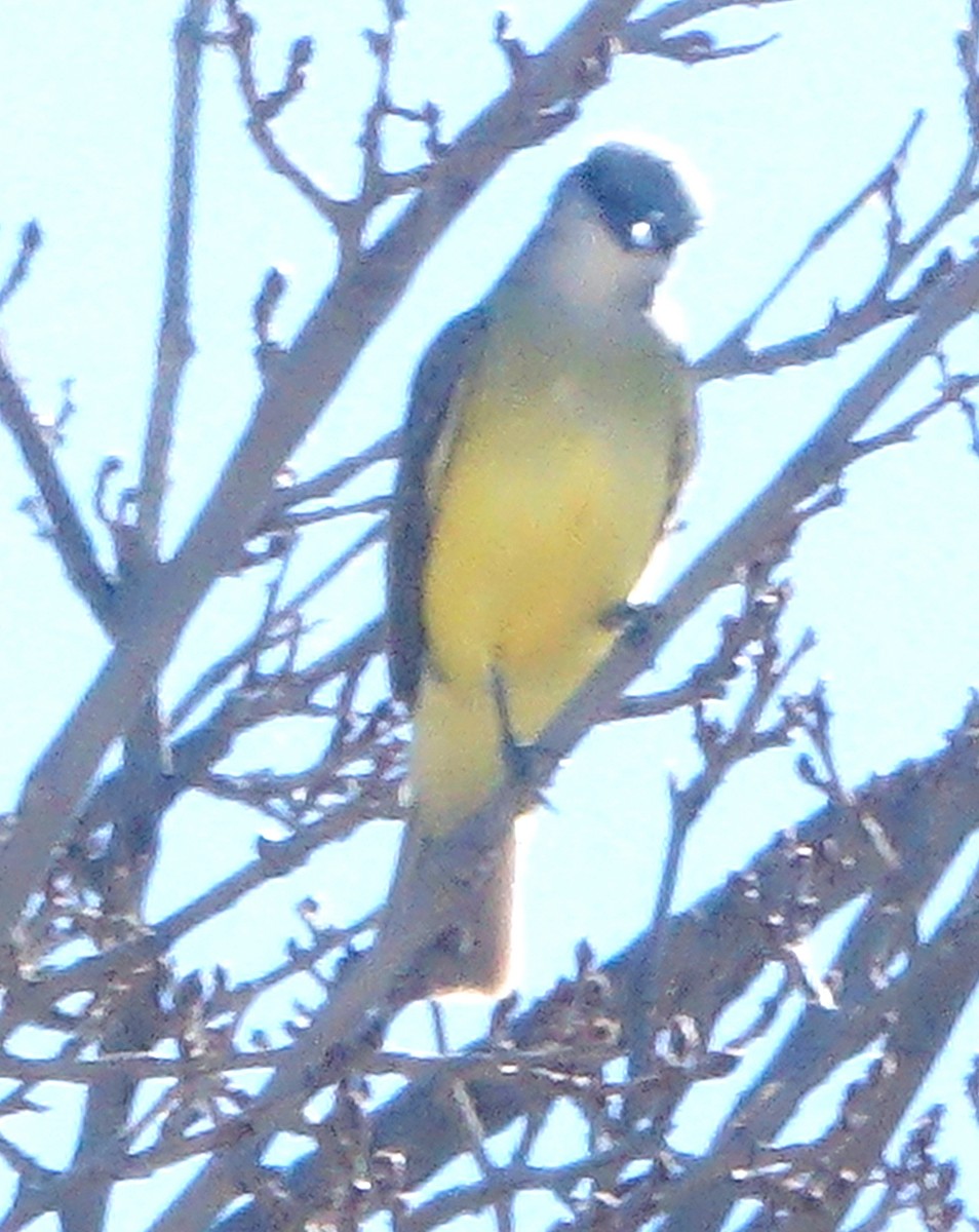 Tirano Silbador - ML647707408