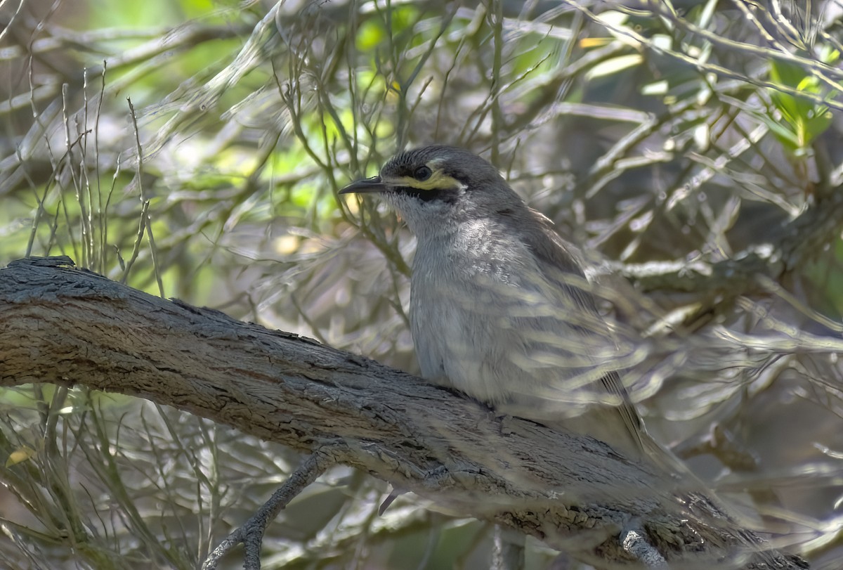 Yellow-faced Honeyeater - ML647707432
