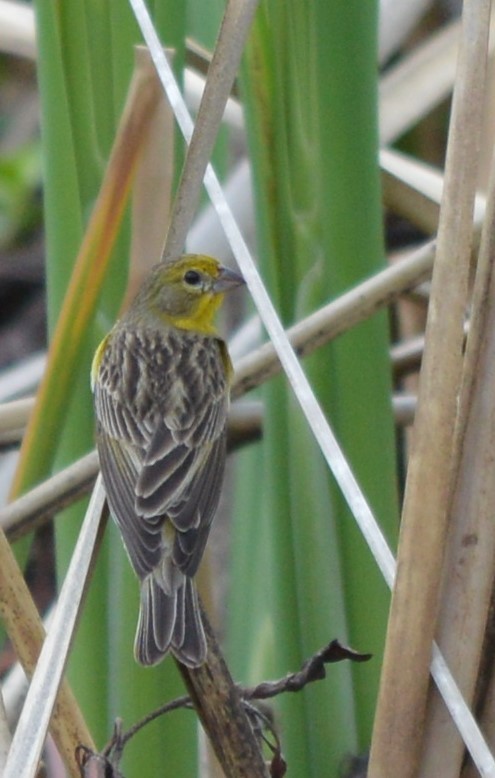 Grassland Yellow-Finch - ML647707445