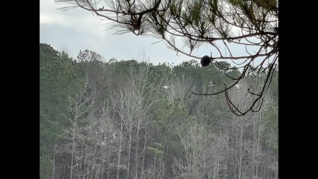 Sandhill Crane - ML647707456