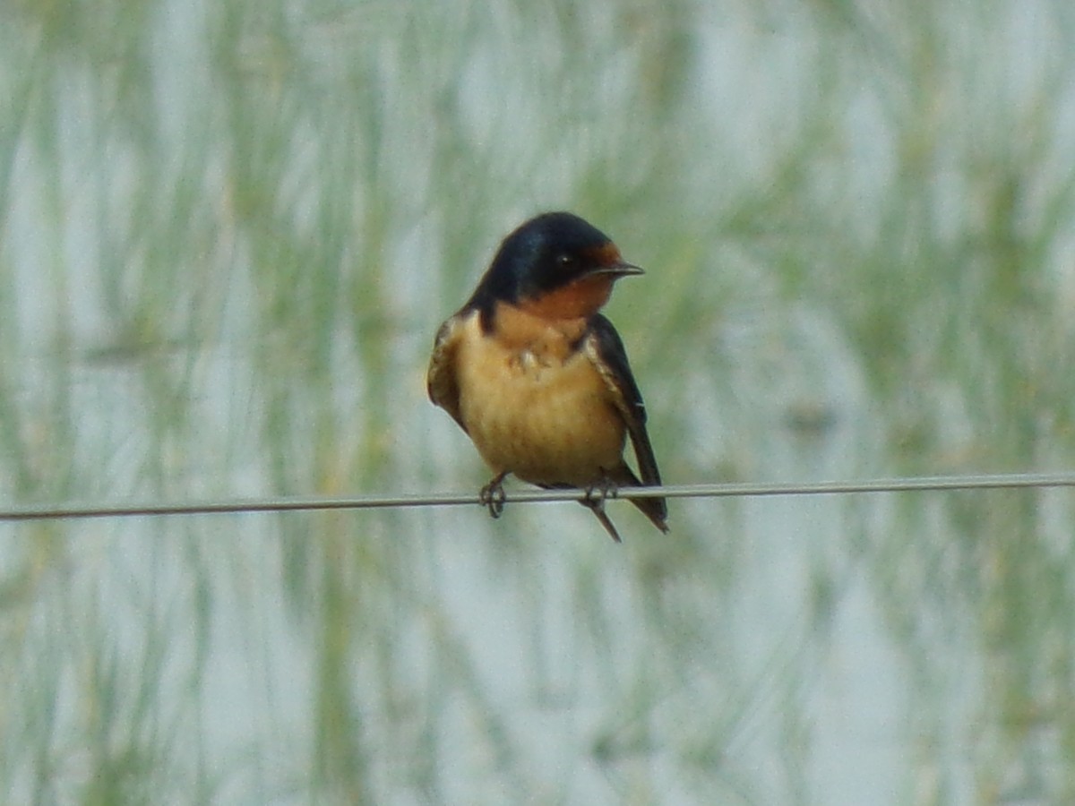 vlaštovka obecná - ML647707468