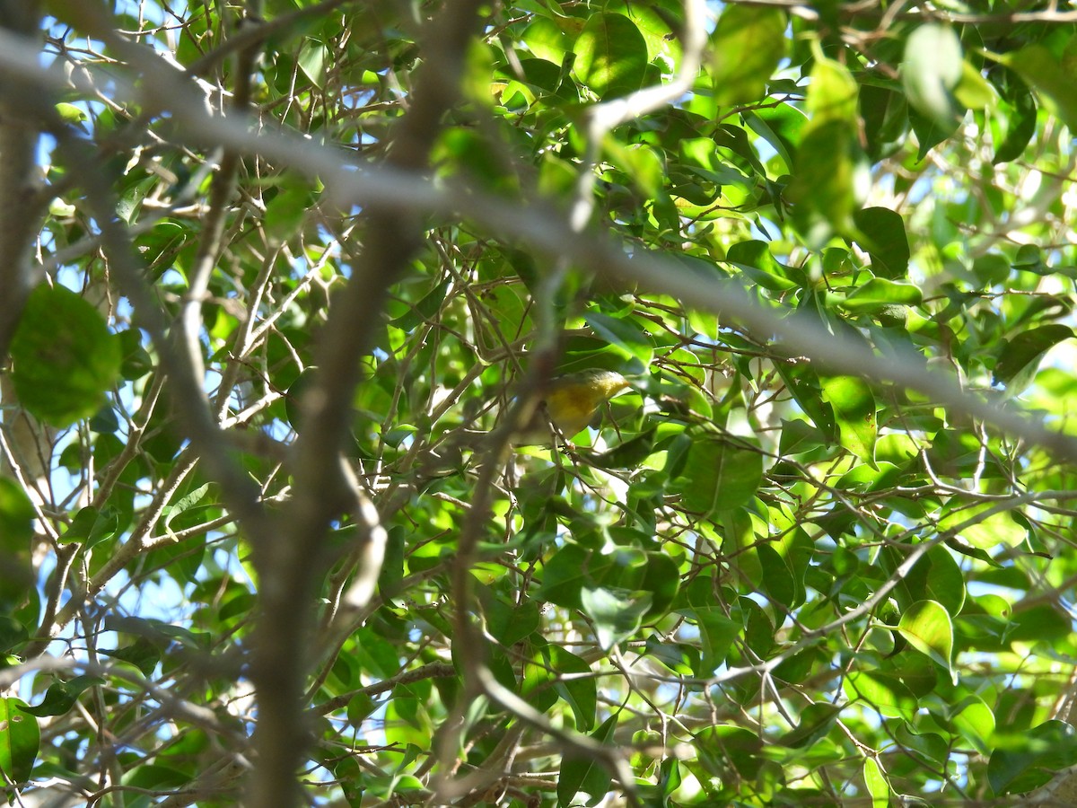 Northern Parula - ML647707506