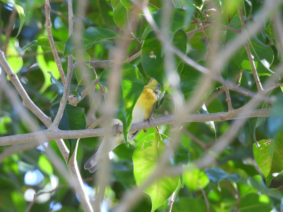 Northern Parula - ML647707519