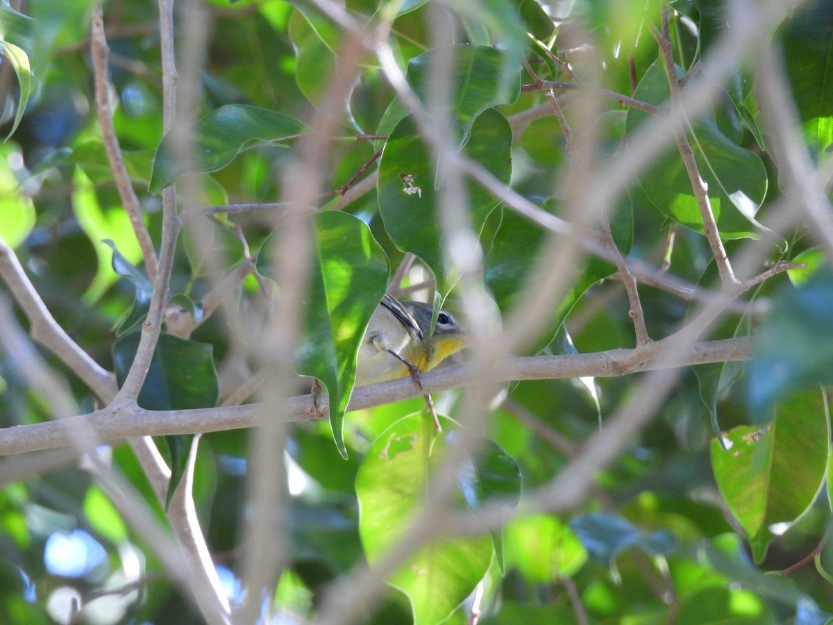 Northern Parula - ML647707522