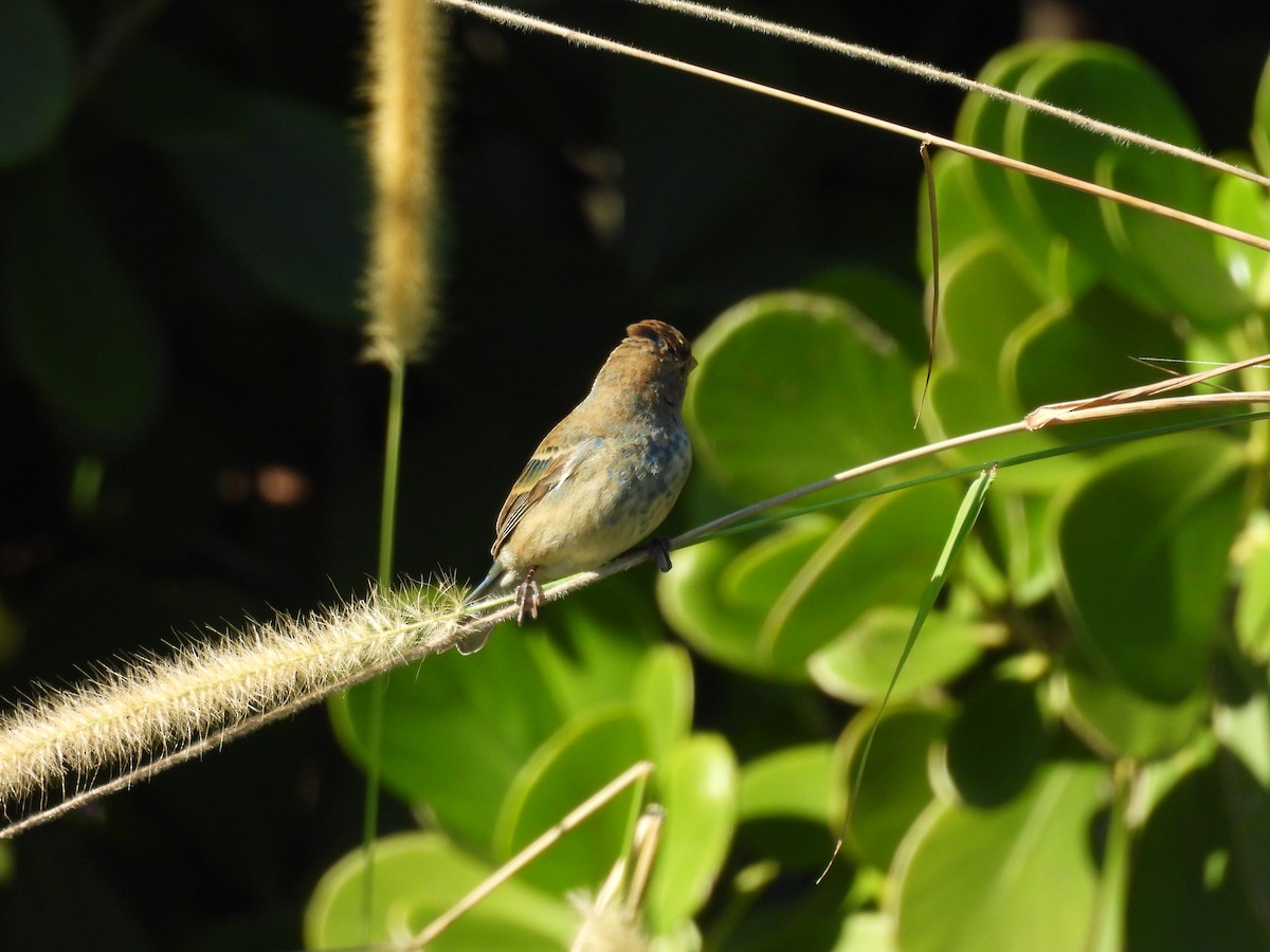 Indigo Bunting - ML647707529