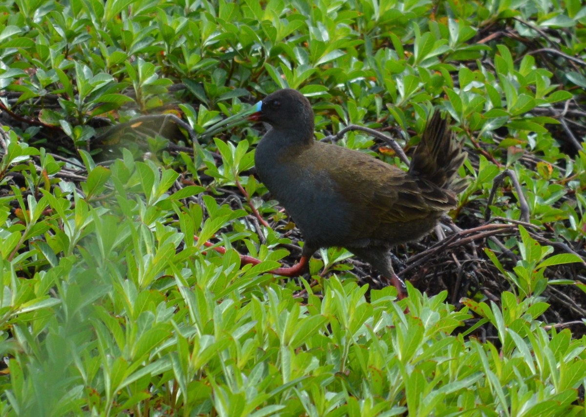 Kurşuni Sukılavuzu - ML647707544