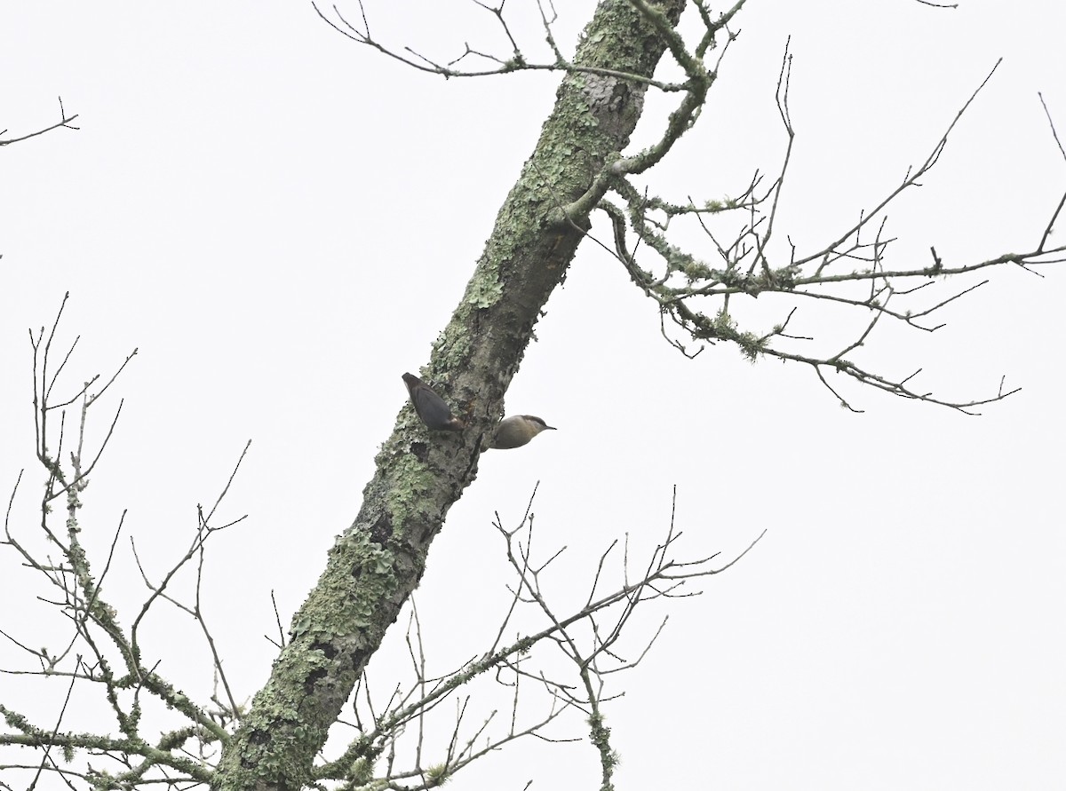 Sittelle à tête brune - ML647707547
