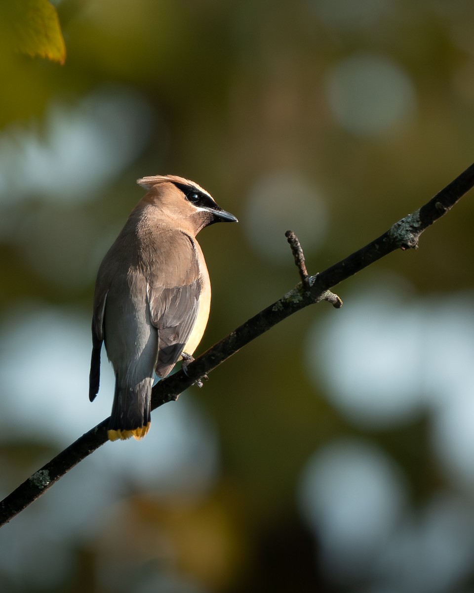 Cedar Waxwing - ML647707589