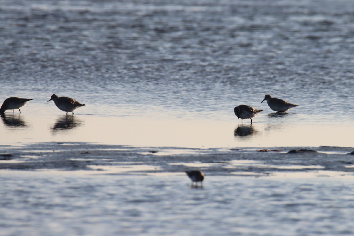Red Knot - ML647707594