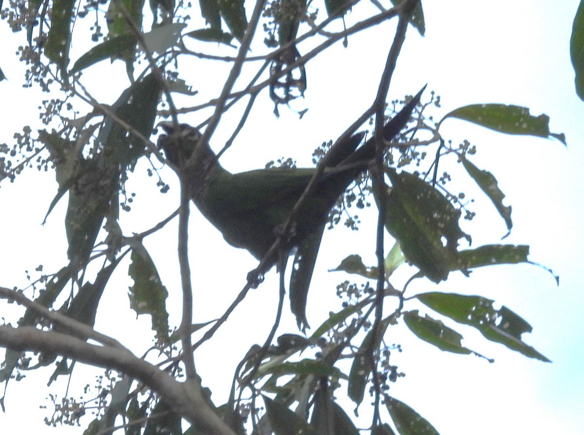 Maroon-tailed Parakeet (Maroon-tailed) - ML647707601