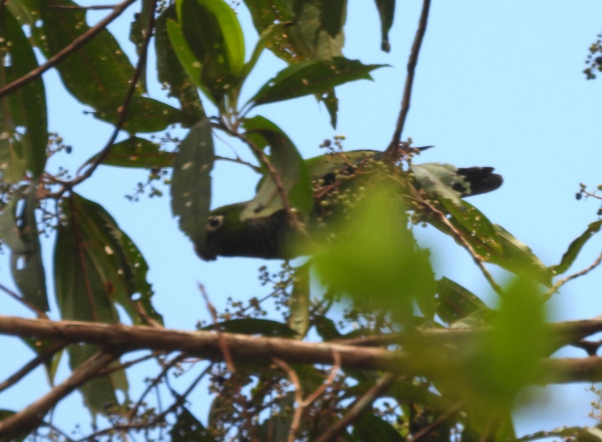 Maroon-tailed Parakeet (Maroon-tailed) - ML647707603