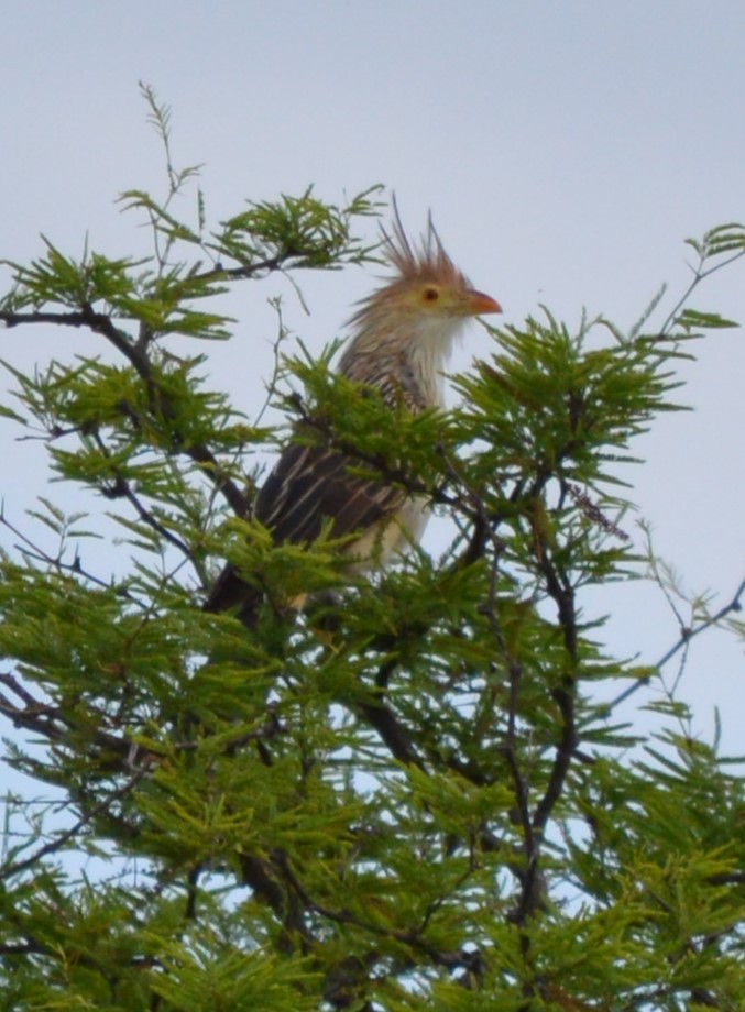 Guira Cuckoo - ML647707605