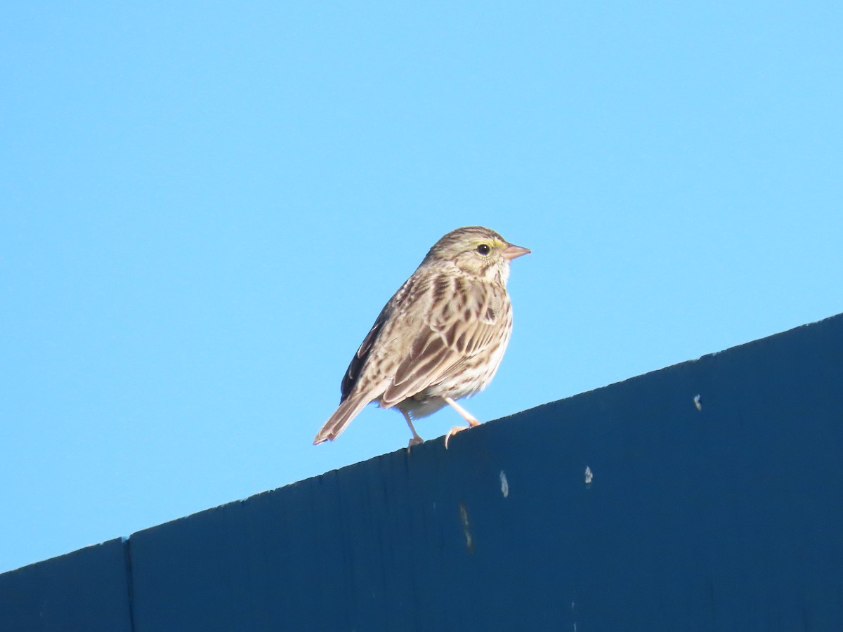 Savannah Sparrow - ML647707606