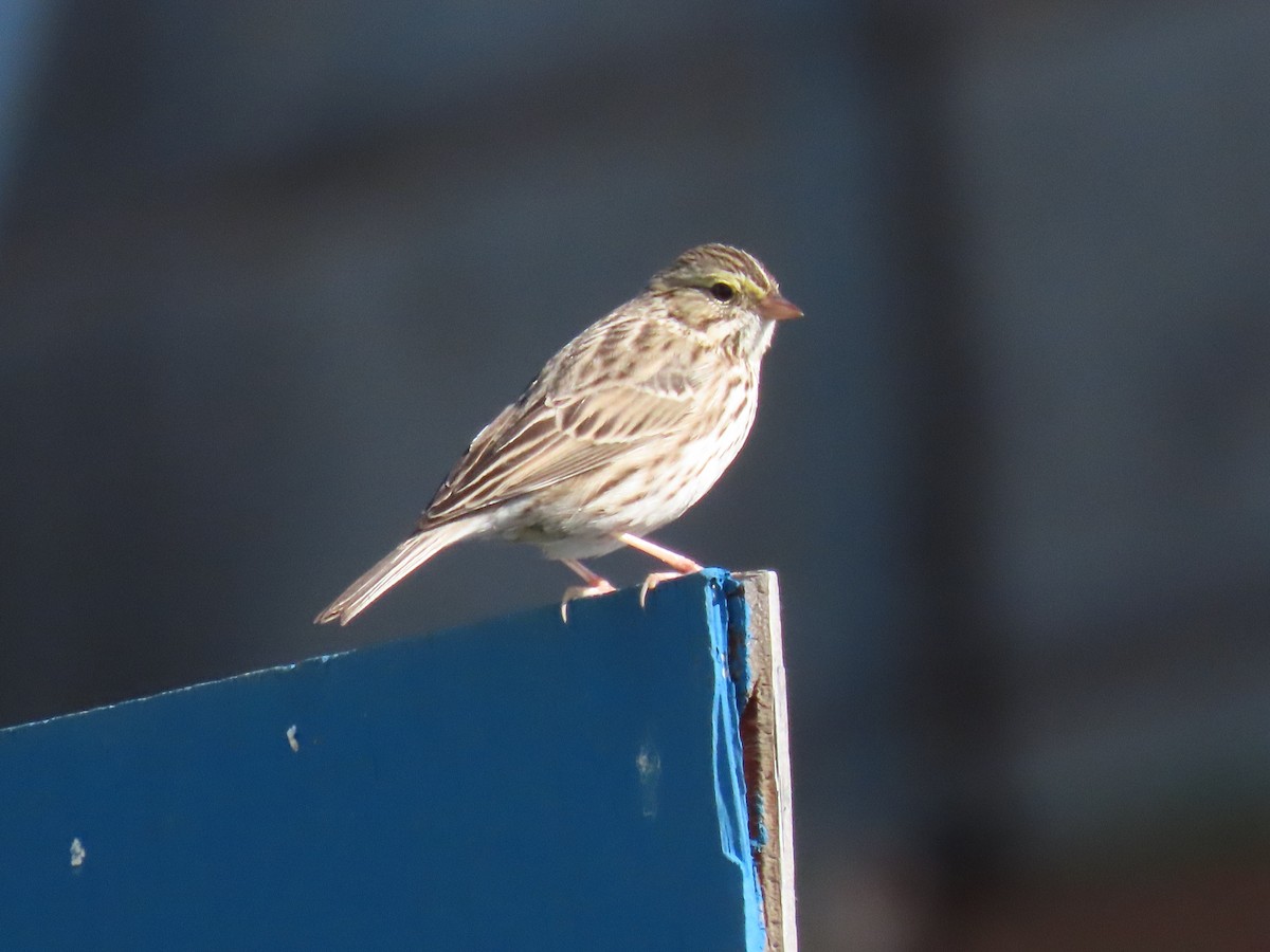 Savannah Sparrow - ML647707607