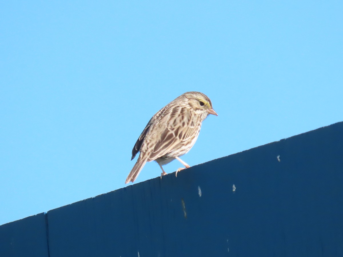 Savannah Sparrow - ML647707608