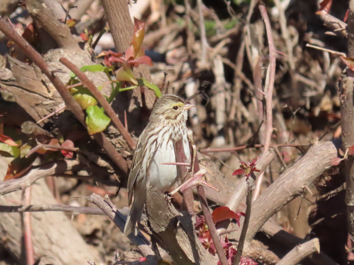 Savannah Sparrow - ML647707609