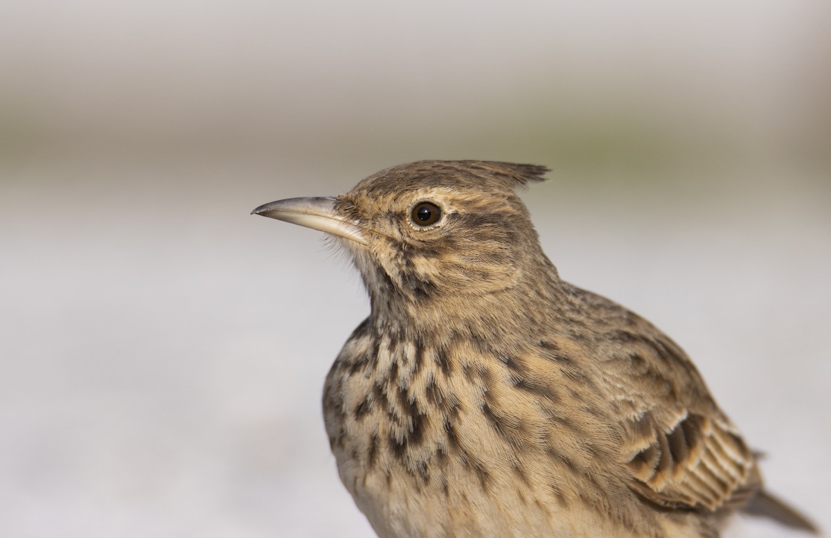 Crested Lark - ML647707610