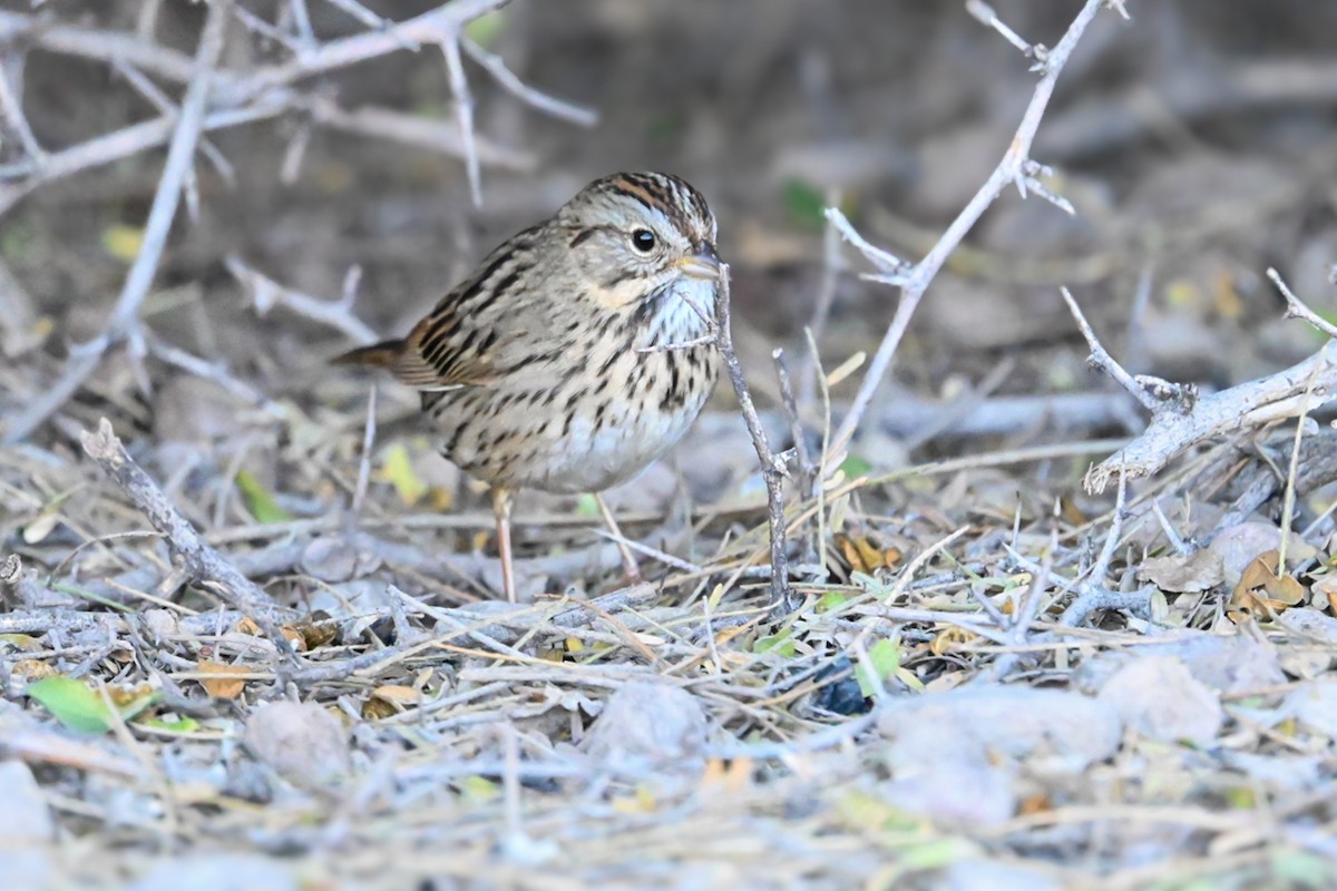 Lincoln's Sparrow - ML647707612
