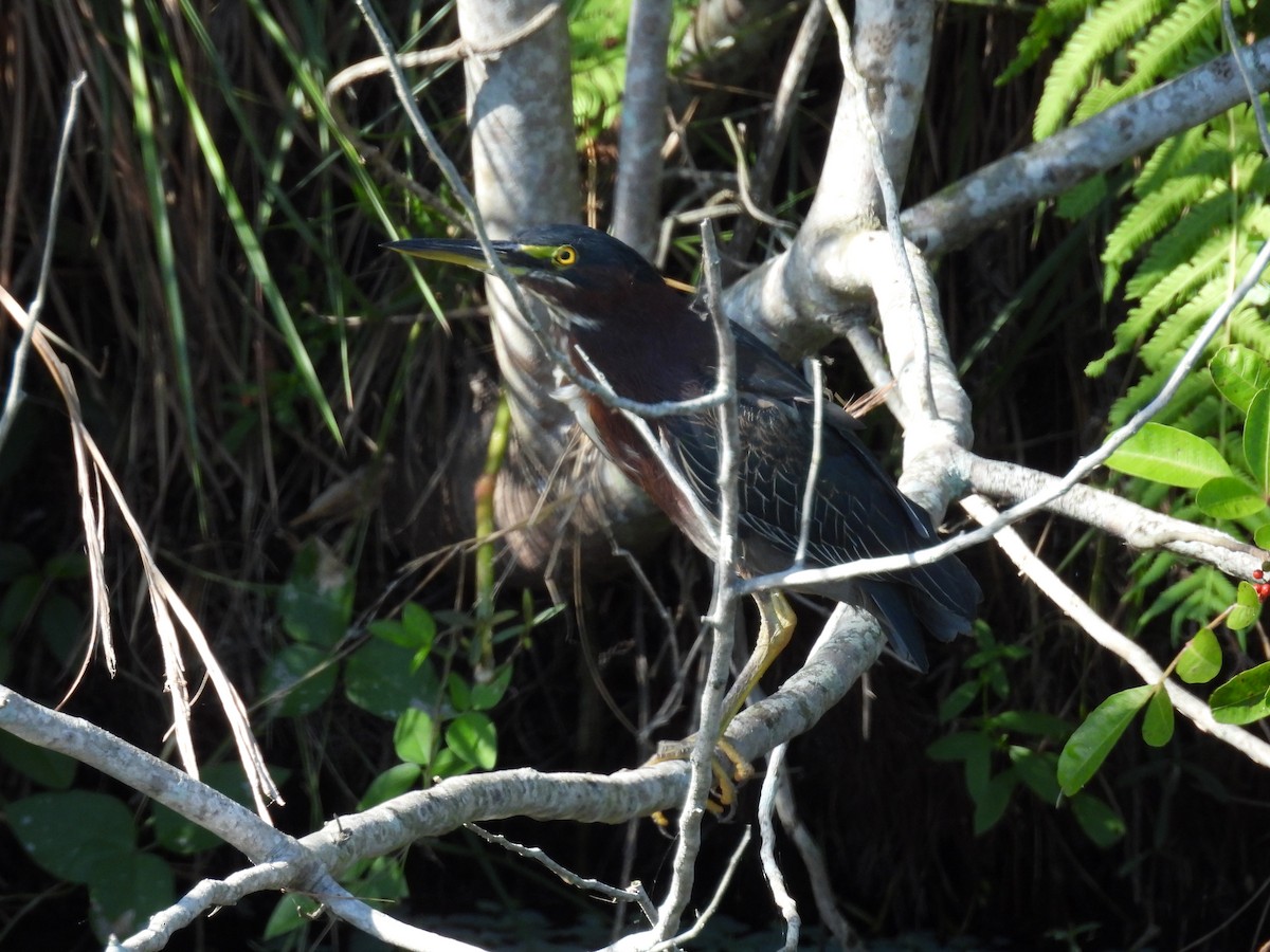Green Heron - ML647707613