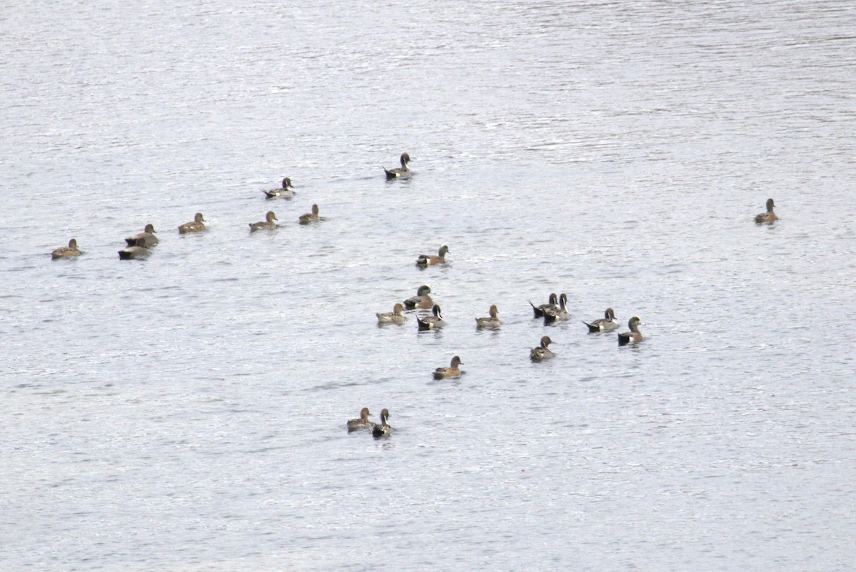 Northern Pintail - ML647707614