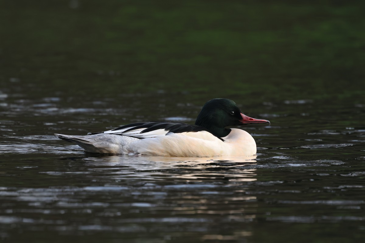 Common Merganser - ML647707615
