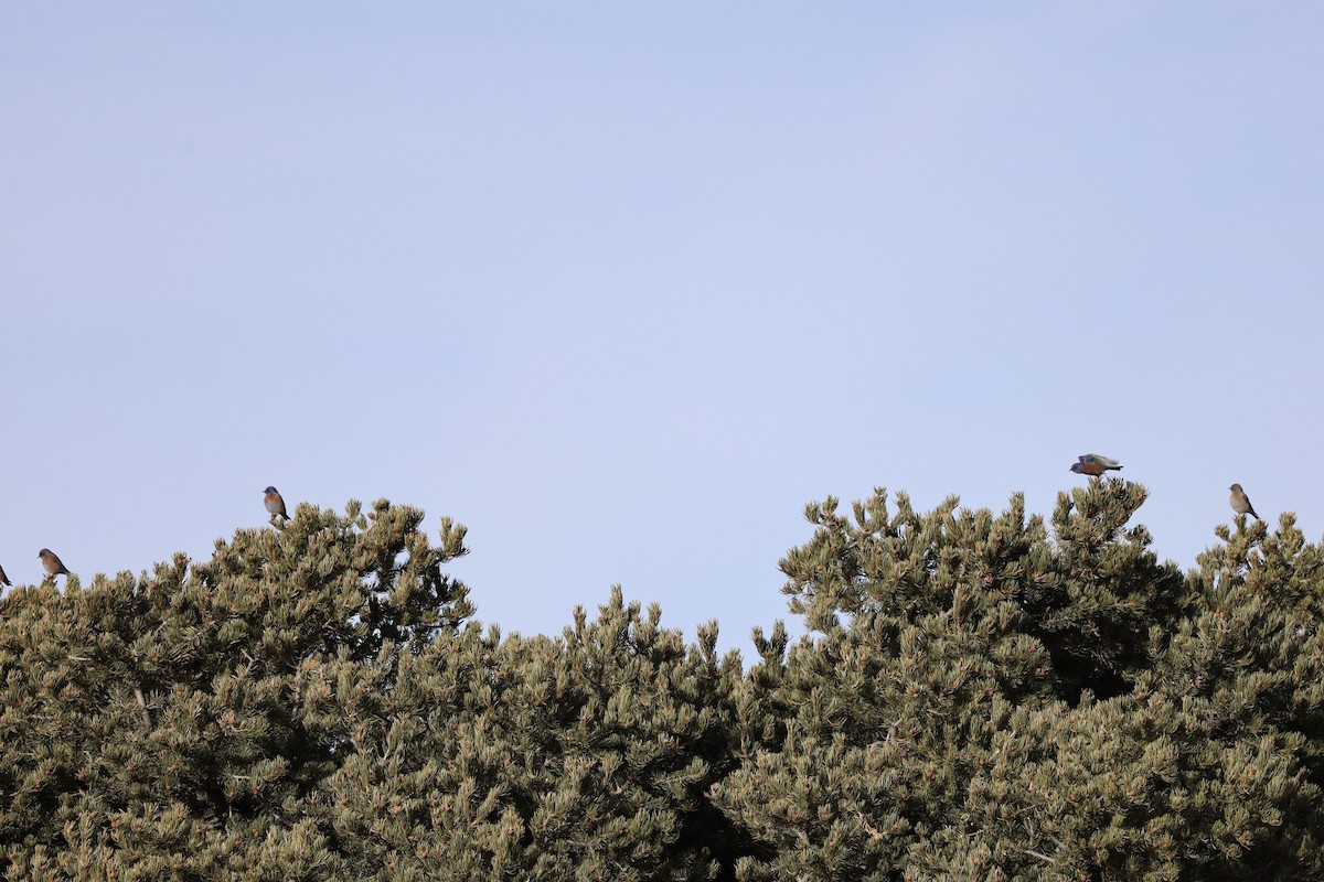 Western Bluebird - ML647707616
