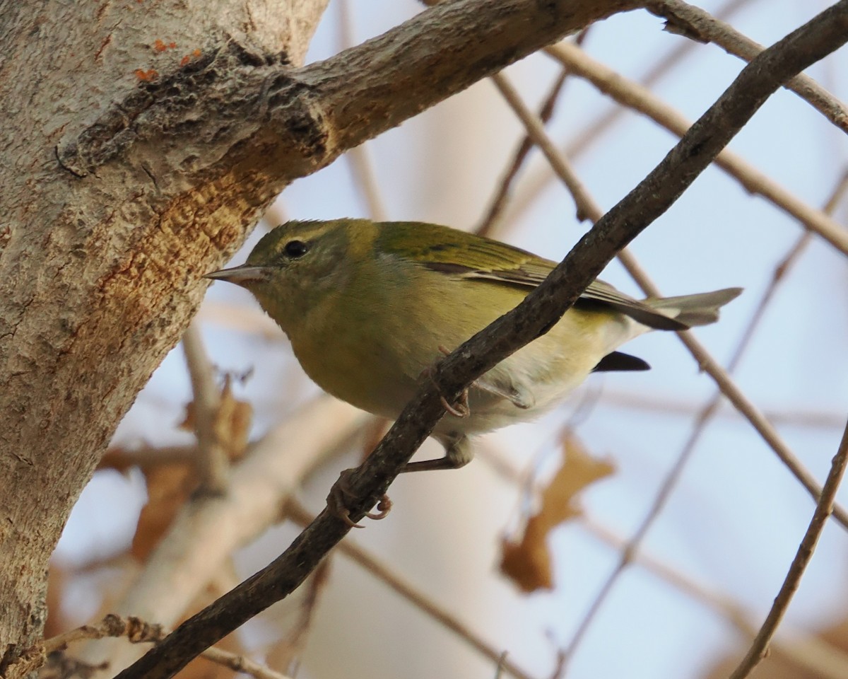 Tennessee Warbler - ML647707617