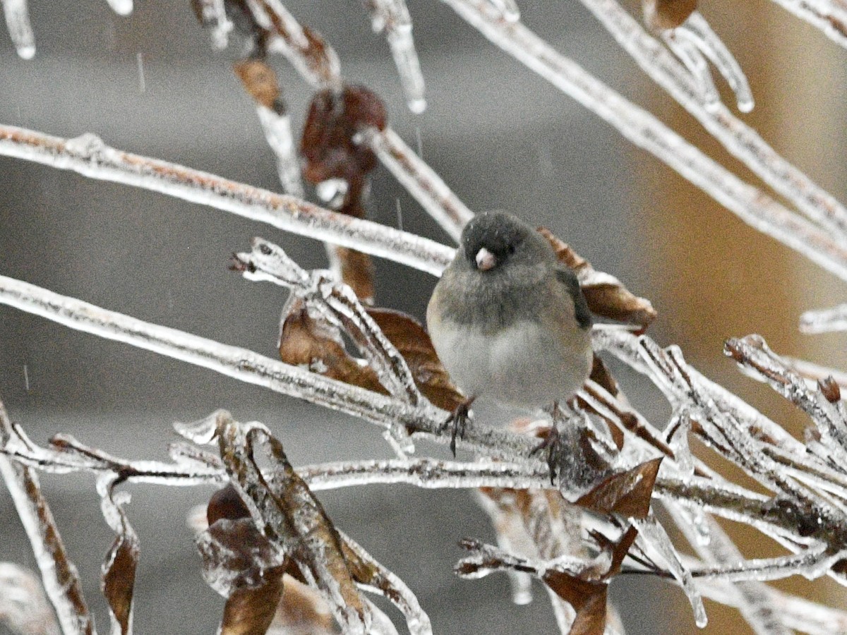 Dark-eyed Junco - ML647707618