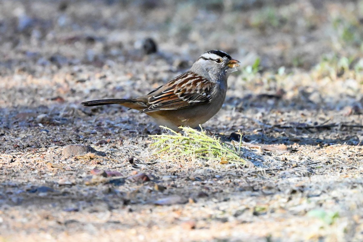 White-crowned Sparrow - ML647707619