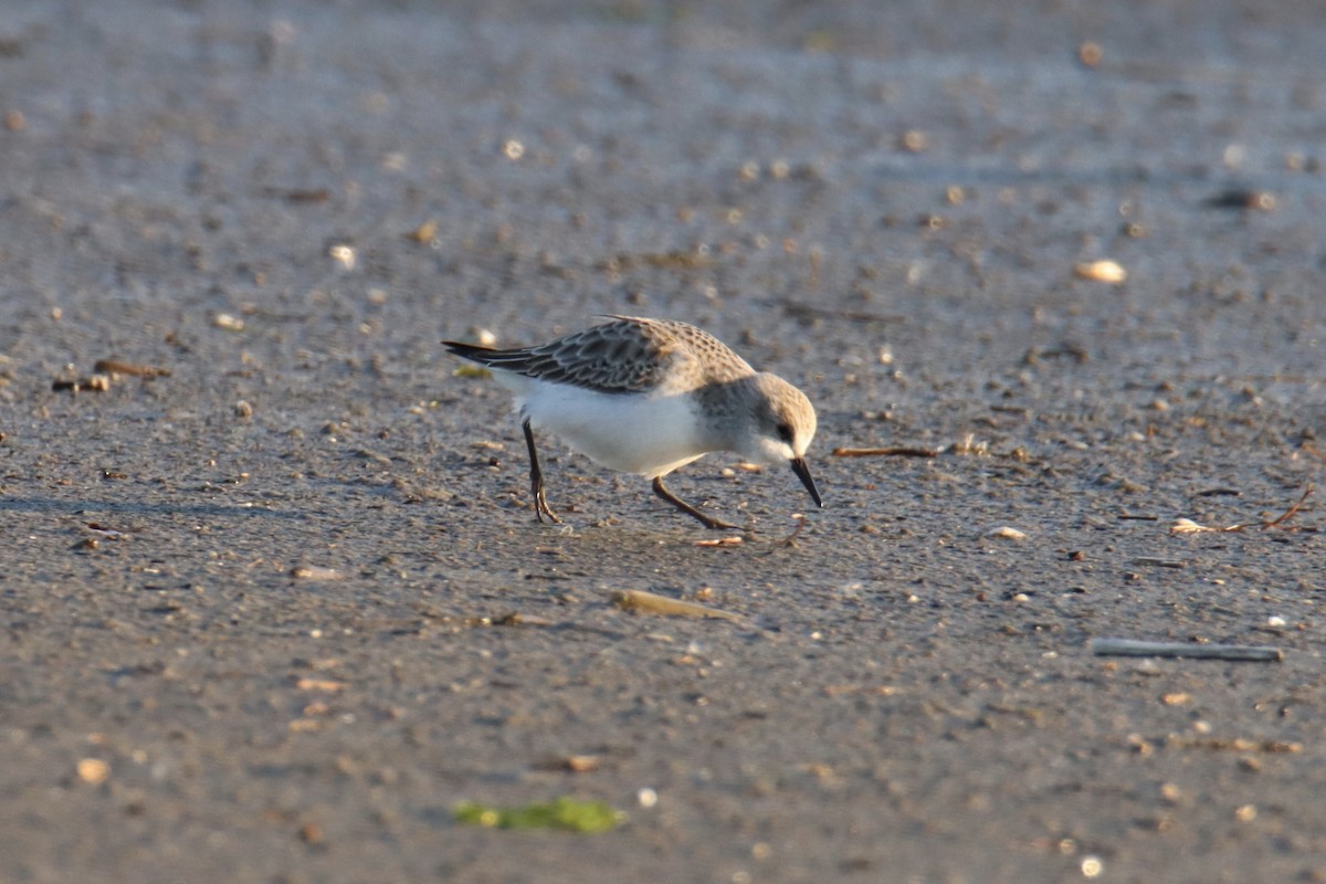 Little Stint - ML647707621