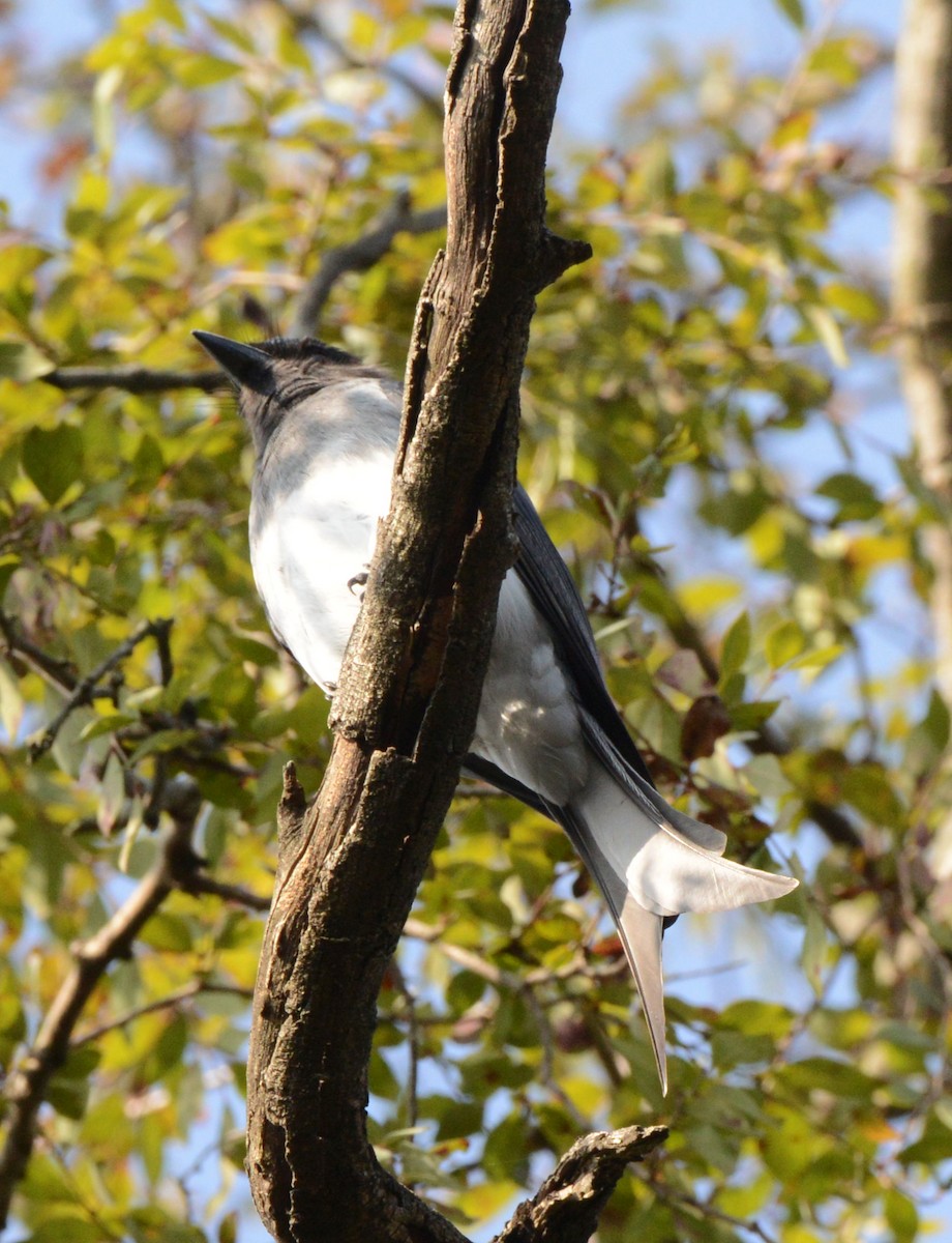 White-bellied Drongo - ML647707622
