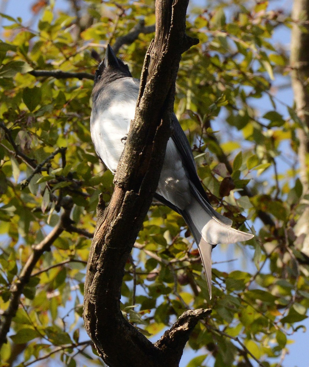 White-bellied Drongo - ML647707623