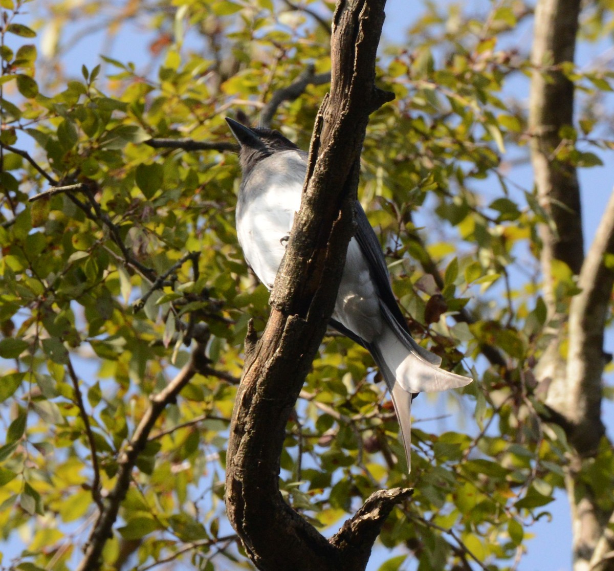 White-bellied Drongo - ML647707624