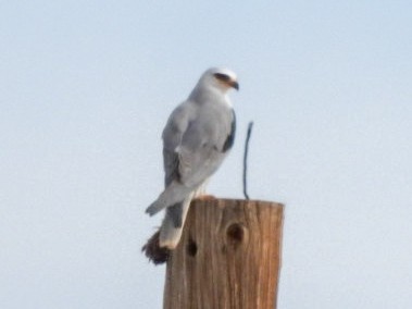 White-tailed Kite - ML647707625