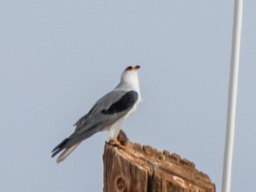 White-tailed Kite - ML647707627