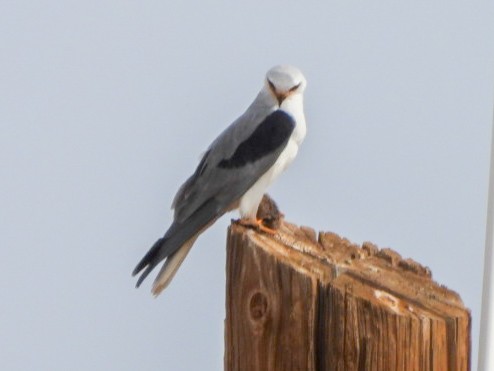 White-tailed Kite - ML647707628