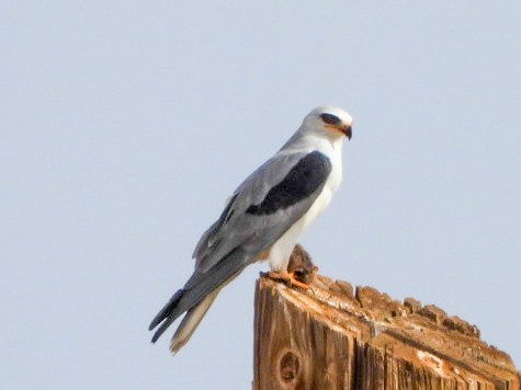 White-tailed Kite - ML647707629