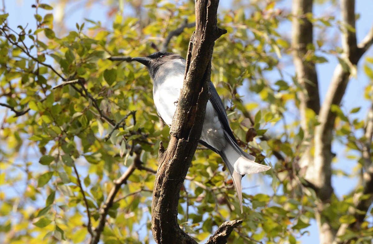 White-bellied Drongo - ML647707630