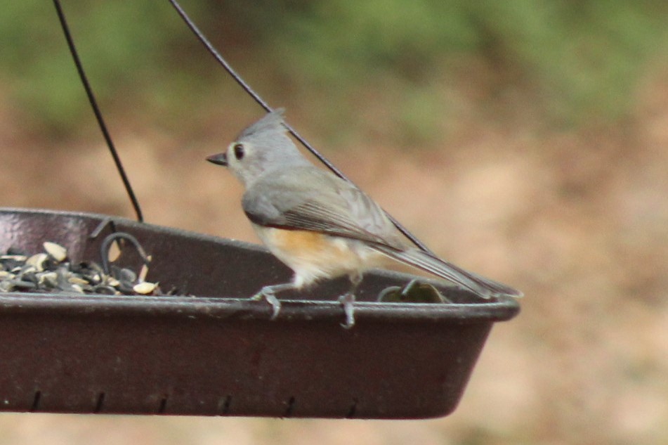 Tufted Titmouse - ML647707631